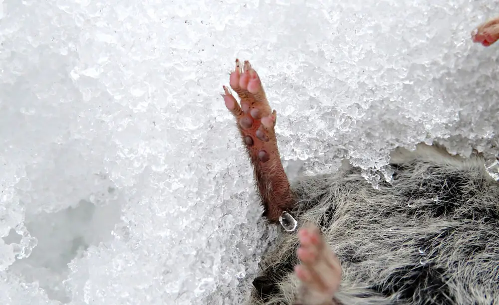 A dead mole is lying on its back in the snow. The image is cropped so that the mole mainly shows the hind paws and belly hair, and is focused on the other hind paw. The small nodes, toes, and claws of the paw are clearly visible.
