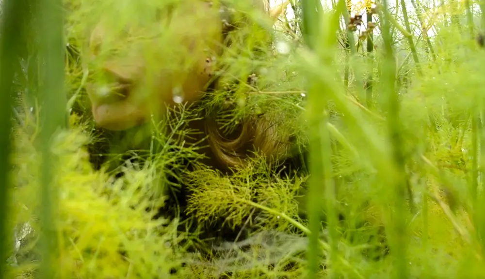 There are a lot of green thin fennel stalks in the foreground. Behind them is a person who eats fennel stems directly from the vegetation. The picture was taken from the ground. The person shows an area from the glasses to the chin, a little hair, and shoulders.