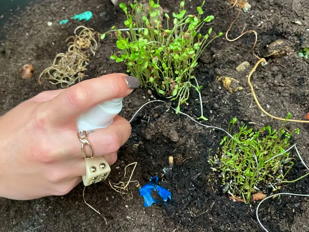 Installation view of &ldquo;Am I A System? Where Are My Boundaries?&rdquo; Close-up of soil with small plants growing among pieces of colorful plastic and wires. A hand with rings sprays the plants with a spray bottle.