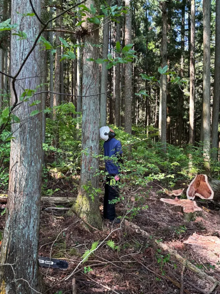 In a forest, a man wearing a helmet stands beside a tall, thick tree about 50 cm in diameter. He tilts his head back against the trunk, looking upward toward the canopy.